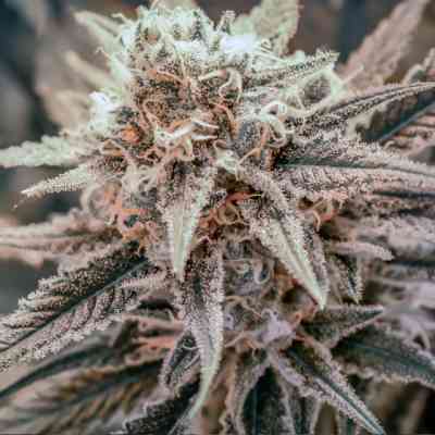 Killer Queen XX graines > Brothers Grimm Seeds | Graines Féminisées  |  Indica