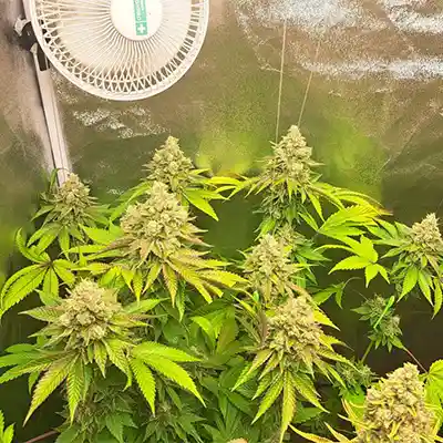 Bruce Banner #3 > Anesia Seeds | Feminized Cannabis   |  Hybrid