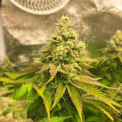 Bruce Banner #3 > Anesia Seeds | Feminized Cannabis   |  Hybrid