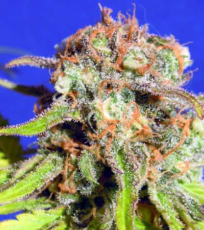 Bruce Banner #3 Auto > Original Sensible Seeds | Autoflowering Cannabis   |  Hybrid