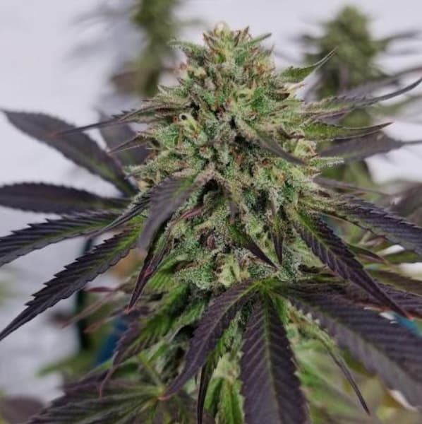 Bruce Banner Auto graines > Barneys Farm | Graines de cannabis autoflo  |  Sativa