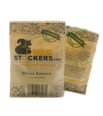 Bruce Banner Auto > Seed Stockers | Semillas autoflorecientes  |  Sativa