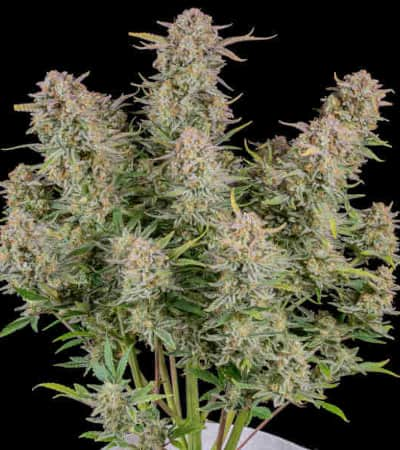 Bruce Banner Auto > Fast Buds Company | Autoflowering Hanfsamen  |  Sativa