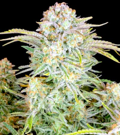 Bruce Banner Auto > Fast Buds Company | Semillas autoflorecientes  |  Sativa