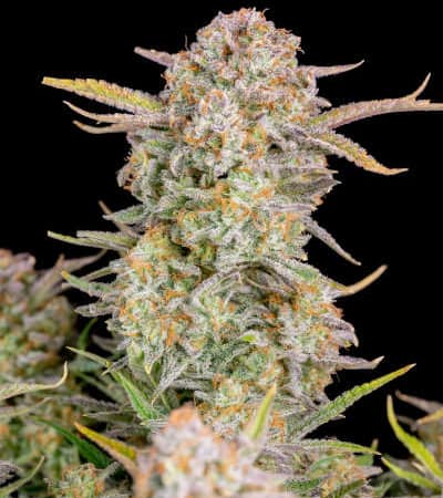Bruce Banner Auto > Fast Buds Company