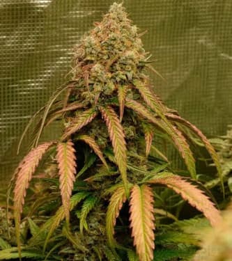Auto Bruce Banner > Linda Seeds | Recommandations sur les graines  |  Graines de Cannabis à bas prix