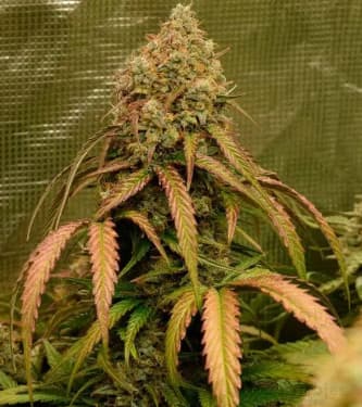 Auto Bruce Banner > Linda Seeds | Cannabis seeds recommendations  |  Cheap Cannabis