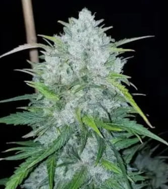 Auto Bruce Banner > Linda Seeds | Cannabis seeds recommendations  |  Affordable Cannabis
