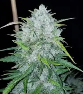 Auto Bruce Banner > Linda Seeds | Cannabis seeds recommendations  |  Cheap Cannabis