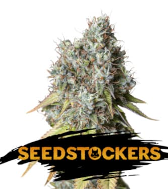 Bruce Banner Auto > Seed Stockers | Autoflowering Hanfsamen  |  Sativa