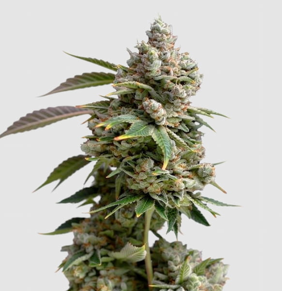 Bruce Banner Seed > Growers Choice | Feminized Cannabis   |  Sativa