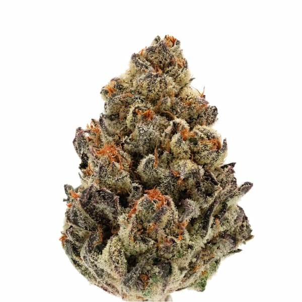 Bruce Banner III Auto Samen > Growers Choice | Autoflowering Hanfsamen  |  Indica