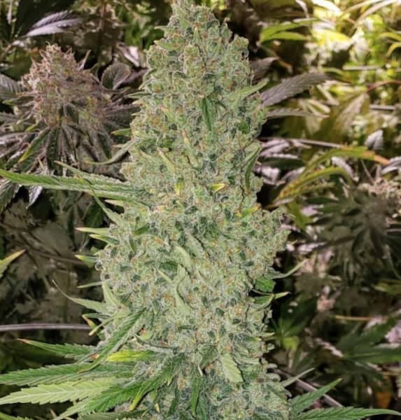 Bruce Banner III Auto Samen > Growers Choice | Autoflowering Hanfsamen  |  Indica