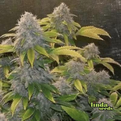 Bruce Banner Samen > Linda Seeds | Hanfsamen Empfehlungen  |  Günstige Hanfsamen