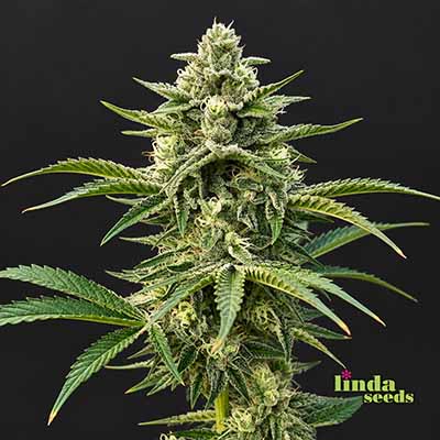 Bruce Banner Samen > Linda Seeds | Hanfsamen Empfehlungen  |  Günstige Hanfsamen