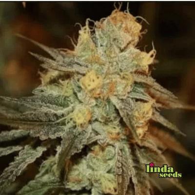 Bruce Banner Samen > Linda Seeds | Hanfsamen Empfehlungen  |  Günstige Hanfsamen