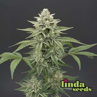 Auto Bruce Banner > Linda Seeds