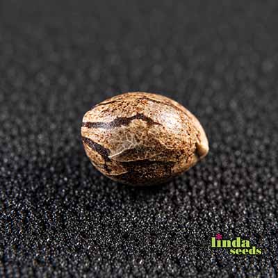 Bruce Banner Samen > Linda Seeds | Hanfsamen Empfehlungen  |  Günstige Hanfsamen