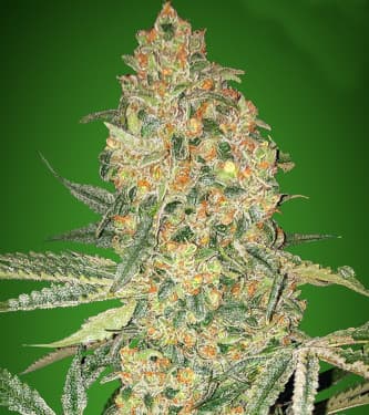 Bruce Banner > Advanced Seeds | Feminized Marijuana   |  Indica