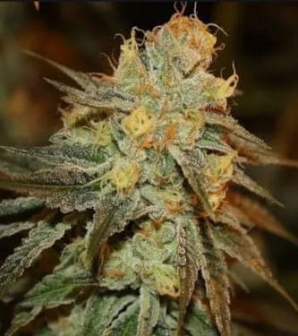 Caramba - Cannabis Seeds from Paradise Seeds