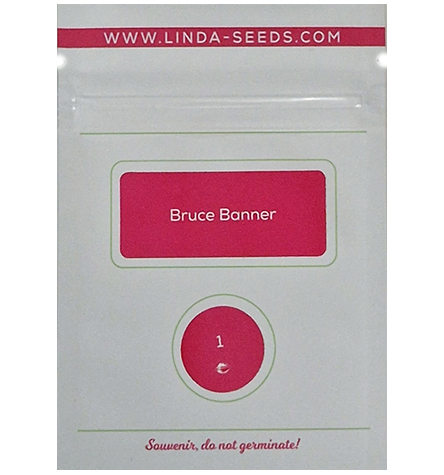 Bruce Banner > Linda Seeds | NUESTRAS RECOMENDACIONES DE SEMILLAS DE MARIHUANA  |  Semillas Baratas