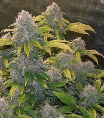 Bruce Banner > Linda Seeds | NUESTRAS RECOMENDACIONES DE SEMILLAS DE MARIHUANA  |  Semillas Baratas