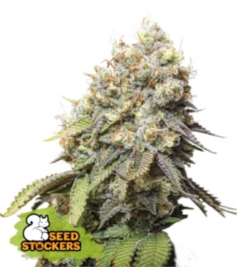 Bruce Banner > Seed Stockers