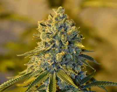 Bruce Banner #3 graines > Blim Burn Seeds | Graines Féminisées  |  Sativa