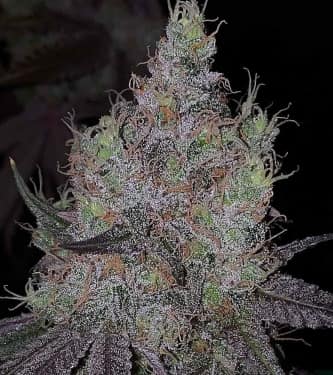 Bruntz > The Plug Seedbank | Feminized Marijuana   |  Indica