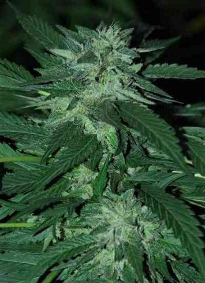 Bubba Delight > Cannabiogen | Feminized Cannabis   |  Indica
