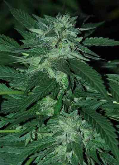 Bubba Delight > Cannabiogen | Feminisierte Hanfsamen  |  Indica