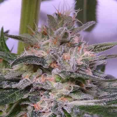 Bubba Kush x Hashplant > ACE Seeds