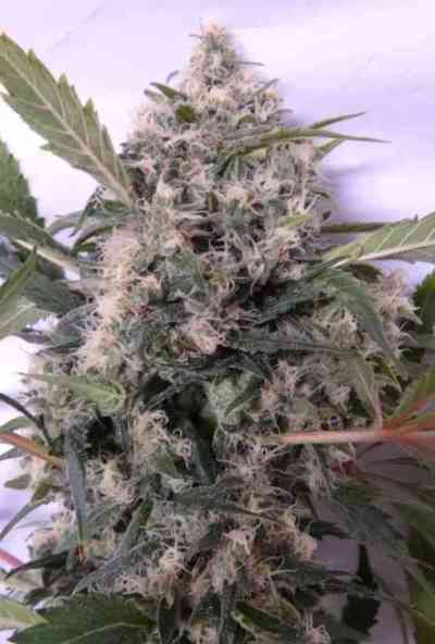 Bubba Kush x Hashplant > ACE Seeds | Feminized Marijuana   |  Indica