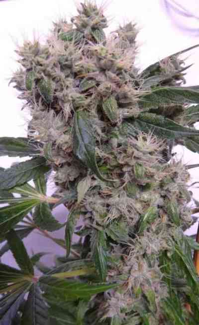 Bubba Kush x Hashplant > ACE Seeds | Feminized Marijuana   |  Indica