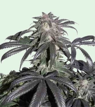 Bubba Island Kush > Dutch Passion | Feminized Marijuana   |  Indica