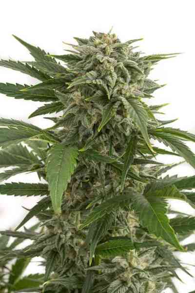 Bubba Kush Autoflowering > Dinafem Seeds