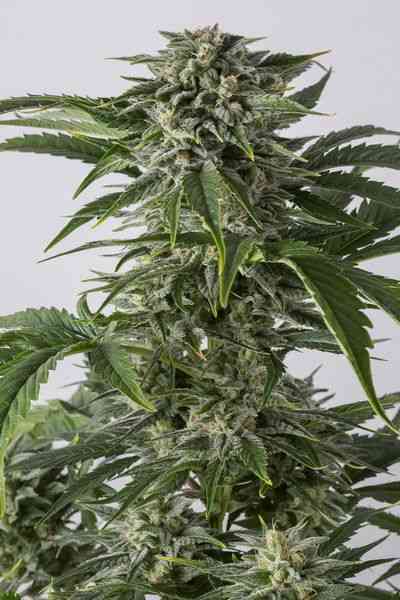 Bubba Kush Autoflowering > Dinafem Seeds | Semillas autoflorecientes  |  Índica