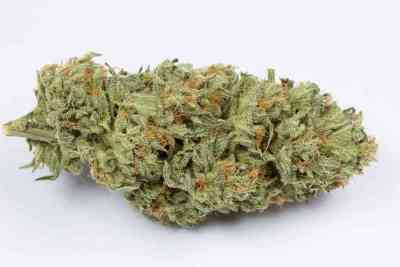 Bubba Kush Autoflowering > Dinafem Seeds | Autoflowering Cannabis   |  Indica