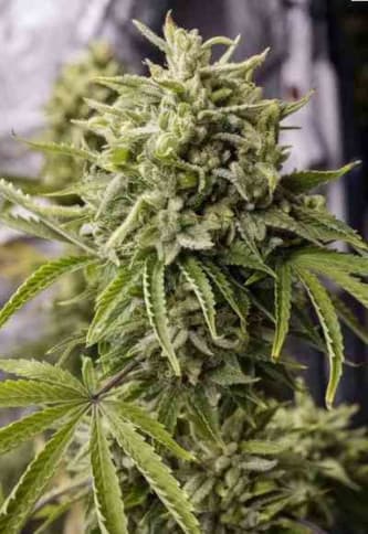 Bubba Kush Autoflowering > Humboldt Seed Organisation | Graines Autofloraison  |  Indica