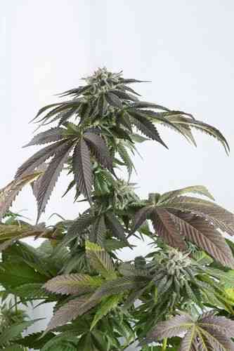 Bubba Kush CBD > Dinafem Seeds | Semillas feminizadas  |  Índica