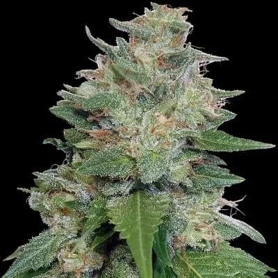 Bubba Kush x Kali China > ACE Seeds | Semillas feminizadas  |  Índica