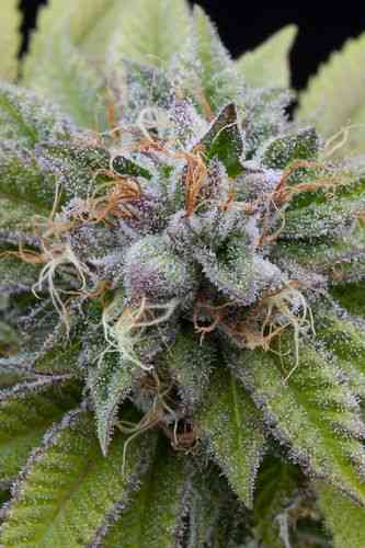 Bubba Kush > Dinafem Seeds | Feminisierte Hanfsamen  |  Indica