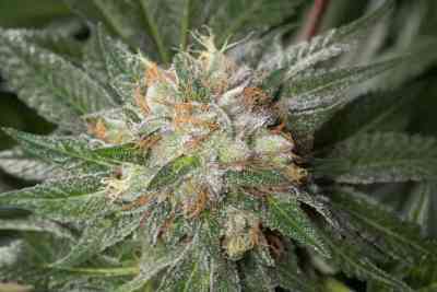 Bubba Kush > Dinafem Seeds | Feminized Marijuana   |  Indica