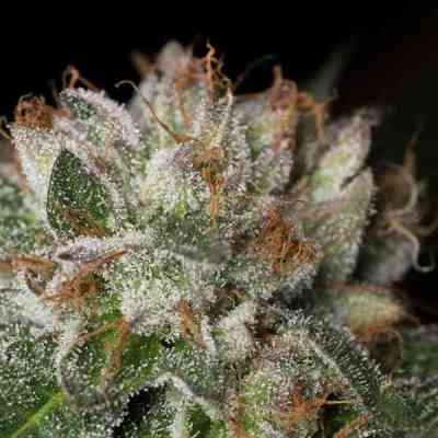 Bubba Kush > Dinafem Seeds | Feminized Marijuana   |  Indica