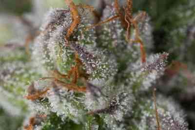 Bubba Kush > Dinafem Seeds | Feminized Marijuana   |  Indica