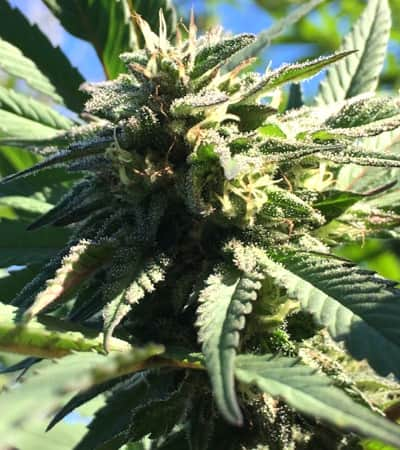 Bubba Kush x Nepal Jam > ACE Seeds | Feminized Marijuana   |  Indica