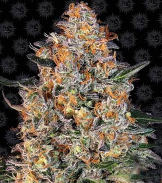 Bubba Kush > Barneys Farm | Feminized Marijuana   |  Indica