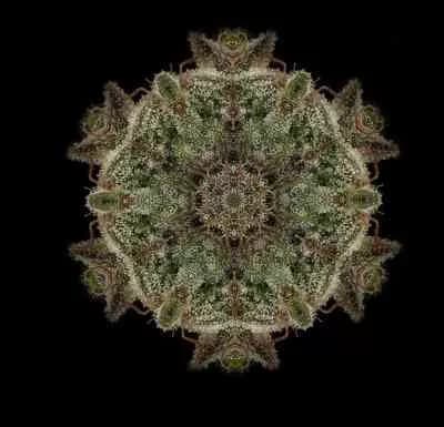 Bubba Kush > Humboldt Seed Organization | Semillas feminizadas  |  Índica
