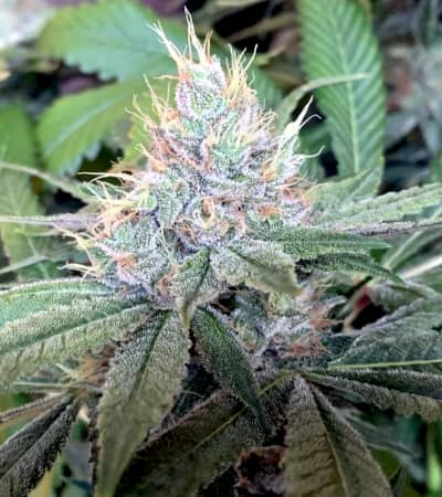 Bubba Kush x PCK > ACE Seeds | Feminized Marijuana   |  Indica