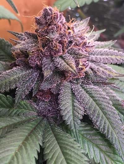 Bubba Kush x PCK > ACE Seeds | Feminized Marijuana   |  Indica